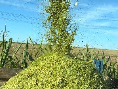 Bild 6:Kemper Champion 3000 Feldhäcksler Anbauhäcksler C3000