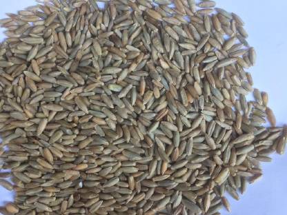 Bild 2:Grünschnittroggen 2025