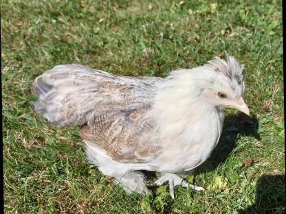 Bild 8:Zwergcochin Mix Hennen