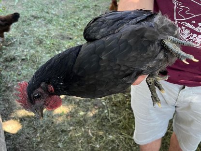 Bild 3:Ayam Cemani Junghahn