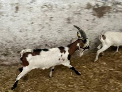 Bild 8:Steirische Scheckenziege Zuchtbock