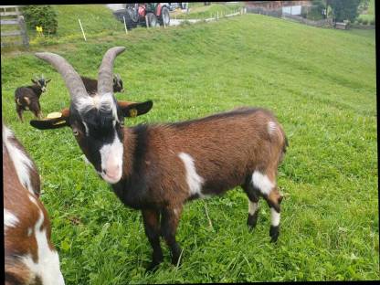 Bild 3:Reinrassiger Tauernschecken-Bock