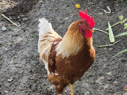 Bild 5:Hähne zu vergeben