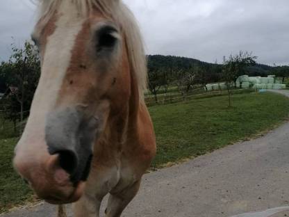 Haflinger
