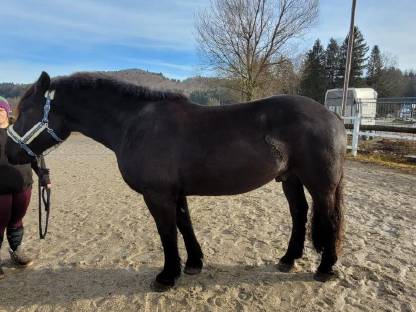 Bild 3:Norikerwallach