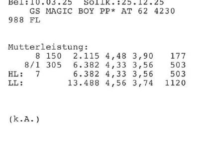 Bild 3:Trächtige Kalbin