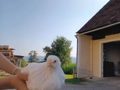Küken