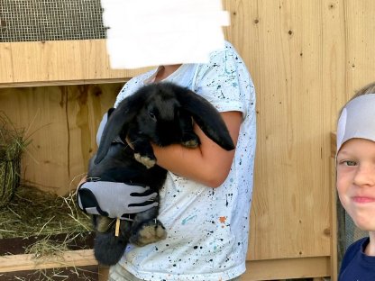 Bild 2:Deutsche Widder Hasen