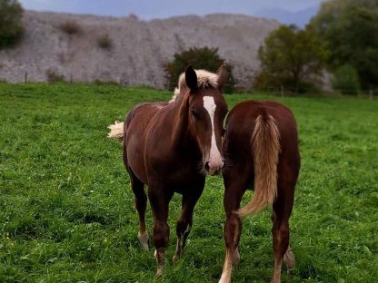 Bild 3:Eisenerz Vulkan Noriker Dunkelfuchshengstfohlen zu verkaufen