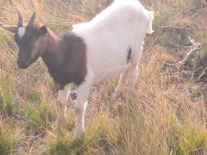 Bild 2:Tauernscheckenkitze