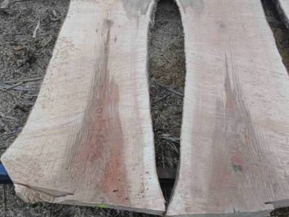 Bild 3:Eschenplatten