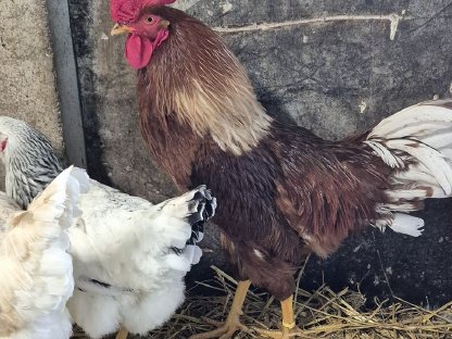 Bild 3:Hähne zu vergeben