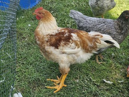 Bild 2:Hähne zu verschenken