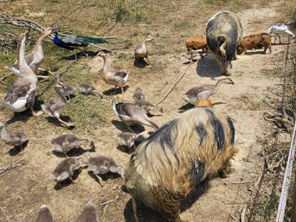 Bild 8:Hühner, Höckergänse, Puten, Kunekune, Bruteier