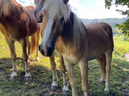 Haflinger 2,5-jährig