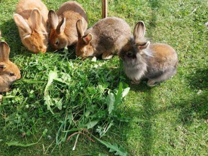 Hasenbabys