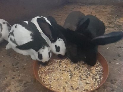 Bild 2:5 Hasen zu verkaufen