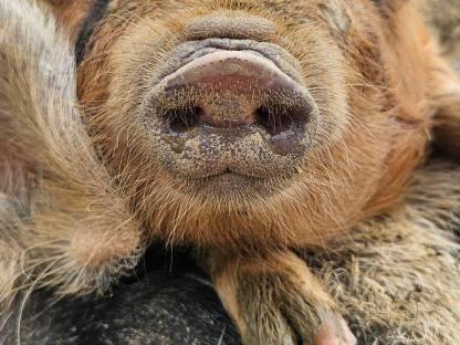 Hühner, Höckergänse, Puten, Kunekune, Bruteier