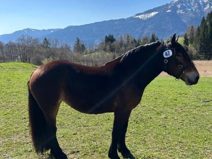 Bild 4:Noriker Stute Vreni