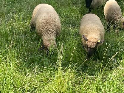 Bild 2:Shropshire Weibchen