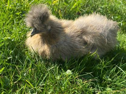 Bild 3:Seidenhühner