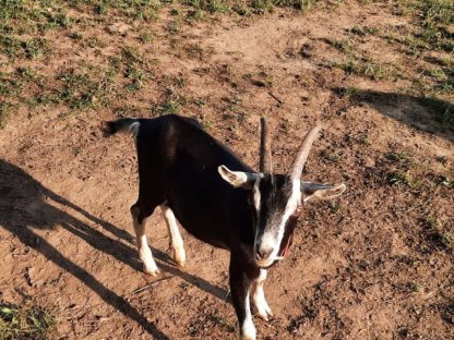 Bild 7:Bündner Strahlenziegenböcke