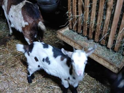 Bild 4:Tauernscheckenkitz