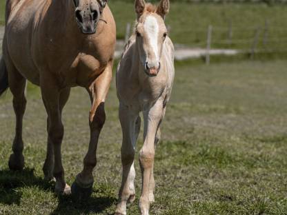 Bild 4:Paint Horse Hengst Dunnit Poco Snap