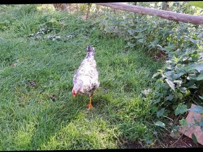 Bild 3:Verschenken Junghahn