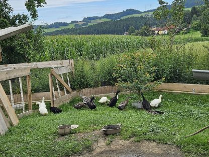 Laufenten