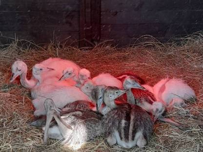 Bild 2:Lohnbrut 2026 Nandueier