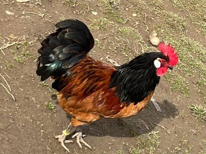 Bild 2:Vorwerk Bruteier