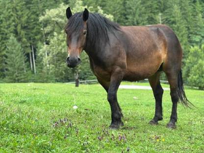 Bild 2:Norikerstute Lina