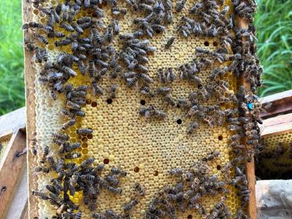 Bild 7:Ableger Bienenvölker Bienenkönigin