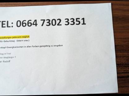 Bild 8:Einige schöne Löwenkopf-Zwergkaninchen