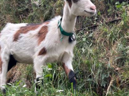 Bild 3:Tauernscheck Kitz weiblich