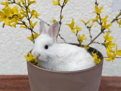 Zwergkaninchen