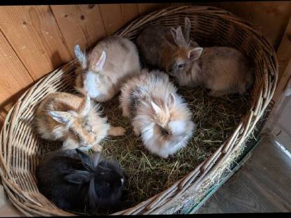 Löwenkopf Zwergkaninchen in allen Farben