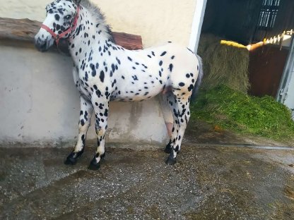 Noriker Schwarzfleck Tigerhengst Fohlen