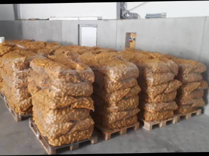 Bild 4:Verkaufe Kartoffel, Erdäpfel (Ditta, Valdivia)