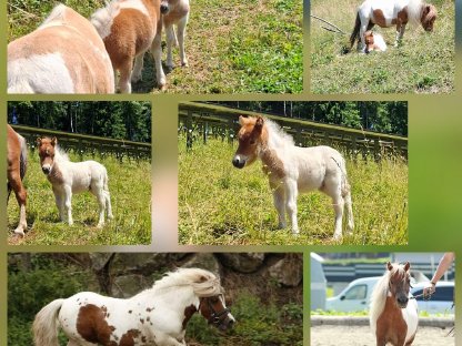 The Little Firehorses Minishetlandponys