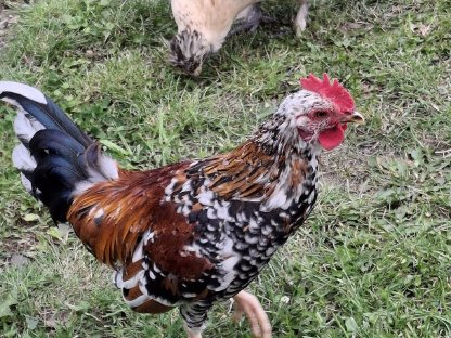 Bild 2:Steinpiperl Hähne aus 05/25