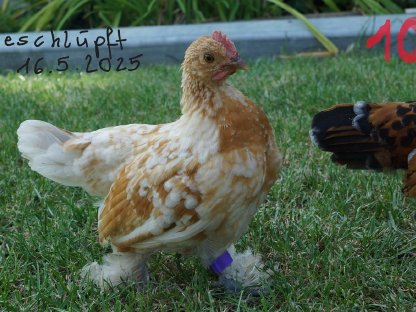 Bild 5:Federfüßige Zwerghähne verschiedene Farben