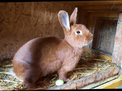 Bild 4:Rote Neuseeländer Fleischrasse
