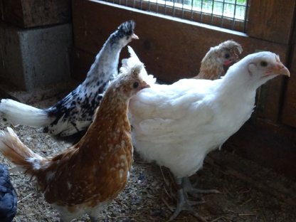 Bild 7:Bresse Gauloise französischer Herkunft - reinweiß