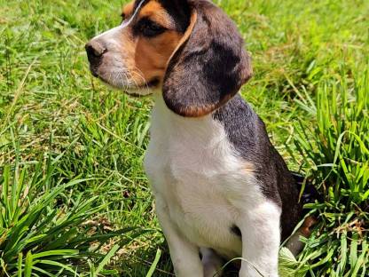 Bild 2:Beagle Welpen