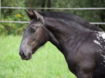 Bild 2:Lore Noriker Tiger Stutfohlen zu verkaufen