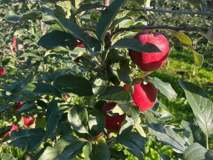 Bild 3:Äpfel Sorte Gala, Elstar, Golden Klasse 1