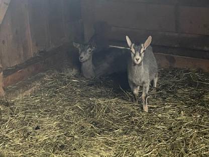 Bild 2:5 Stk. Blobe Ziegen