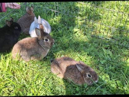 Bild 4:Zwergkaninchen